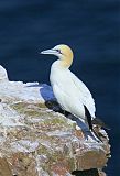 Northern Gannet